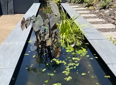 Recent goldfish pond installation